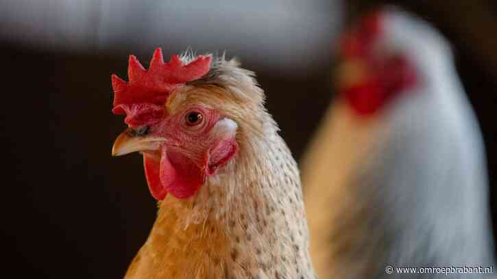 1 miljoen boete voor kippenboer als hij zijn stallen niet snel leeghaalt