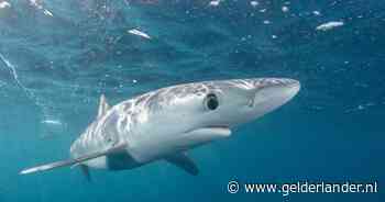 Duitse zeilster gedood door haai bij Canarische Eilanden