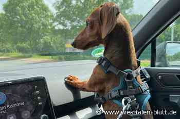 Die Suche nach Dackel Nepomuk geht weiter