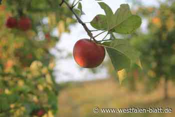 Kreis Höxter: „Heimatäpfel“ werden jetzt angenommen