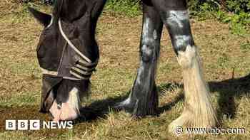 Shire horse rescued from cattle grid
