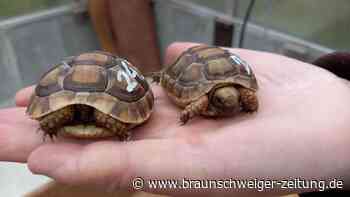 Artenschutzzentrum Leiferde: 70 Schildkröten suchen Zuhause