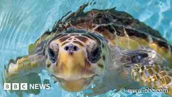 Injured loggerhead turtle released back into wild