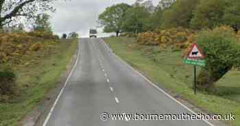 Man due in court after cow hit by vehicle on New Forest road