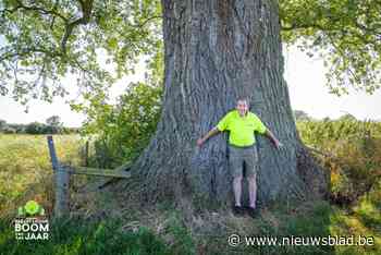 Monumentale canadapopulier loopt zware beschadiging op: “We hebben een boomverzorger nodig om hem te redden”
