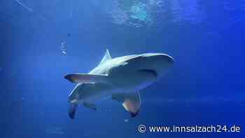 Deutsche Touristin (†30) stirbt nach Hai-Angriff – Schlimmer Verdacht gegen Nachbarland