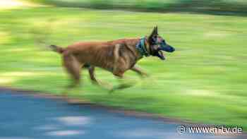 Polizist vor Gericht: Polizeihund soll Frau skalpiert haben