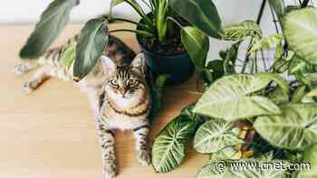 7 Pet-Friendly Houseplants That Are Safe for Dogs and Cats
