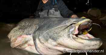 Meervalvisser Paul breekt wéér record en vangt de grootste van Nederland in de Waal bij Nijmegen