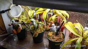 Do Automatic Plant Waterers Work? I Tried 2 to Find Out