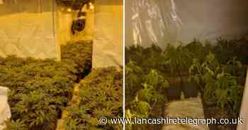 Police seize approximately 600 cannabis plants in Ribble Valley raid