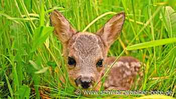 Schömberger Jäger appelliert an Halter: Rehkitze tot - Hunde gehören an die Leine