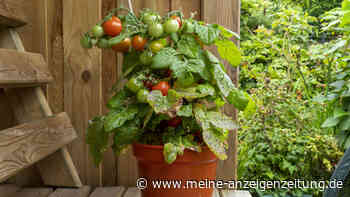 Tomaten lassen sich überwintern – am besten im Topf