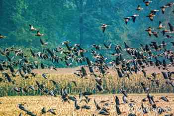 Naturschützer gehen auf die Barrikaden