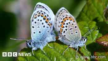 Record numbers of rare butterfly at nature reserve