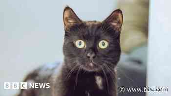 Cat dumped in box is now living the high life