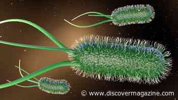Bacterial Communication Has Evolved To Warn Colonies of Existential Threats