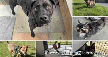 6 pets from RSPCA Dorset who are looking for loving new homes