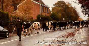 Support for farm after driver calls to complain about time of cows crossing road