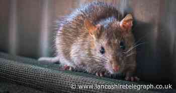 Garage expert's top tips for keeping rats away from garages and outbuildings