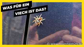 Rätselhafte Spinne in Piding entdeckt: Wer kann sie identifizieren?