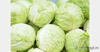 Oekraïne: Prijzen witte kool dalen