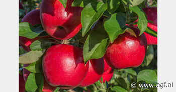 Grootste appelteler van Oekraïne breidt uit met kersen, rode bessen en peren