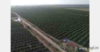 Clasol Bio nieuwkomer in biologische citrusteelt