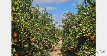 "Egyptische citrussector blijft veerkrachtig ondanks Rode Zee-crisis"