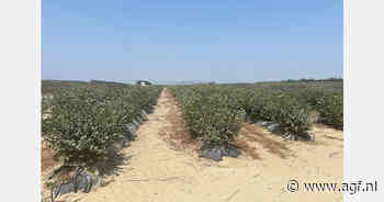 "Een echte piek in de aanvoer van Peruaanse blauwe bessen gaat er dit jaar niet komen"