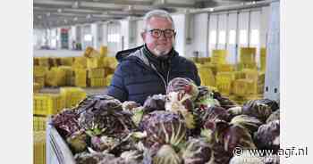 Nauwelijks radicchio di Chioggia beschikbaar