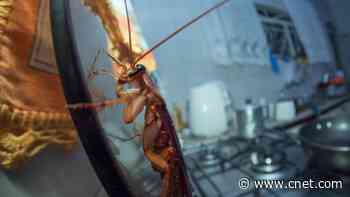 Can Smart Home Sensors Really Detect Cockroaches?