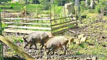 Neue Tierbabys im dem Calwer Stadtforst: Im Calwer Wildschweingehege gibt es schon zum zweiten Mal Nachwuchs