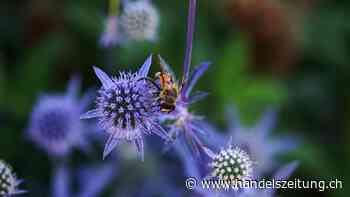 Ziel: Artenvielfalt erhalten