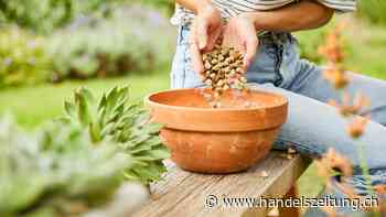 Das Siegerprodukt: Compo Bio Granuplant