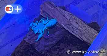 Skorpion in Kiel: 30-Jähriger berichtet von Begegnung