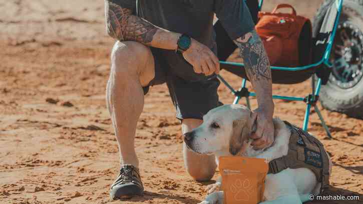 My dog ate a bee, and this $20 kit saved his snout