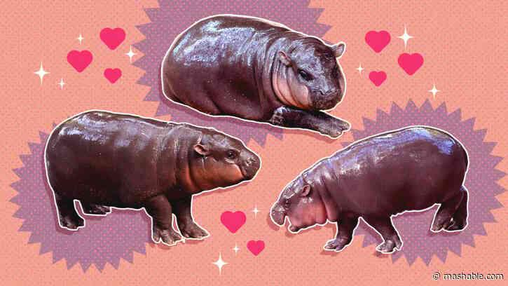 Why we’re all in love with a little hippo named Moo Deng