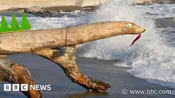 Fight to save Lizzy the 'logness monster' from sea