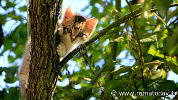 Cosa fare se si trova un gattino abbandonato?