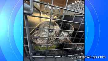 WATCH:  Pilot on mission to save adorable baby seals