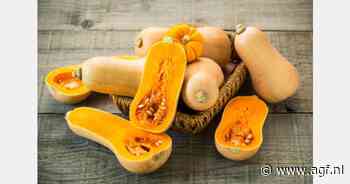 Eerste Franse flespompoen op de markt