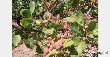 Bio pistache-oogst op Sicilië van start