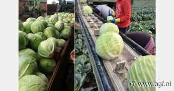 "Eerste aanvragen voor kool uit Oost-Europa"