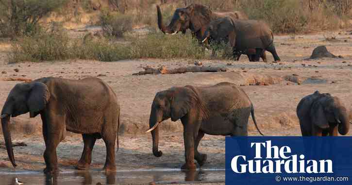 Zimbabwe outlines plan to cull scores of elephants to feed people after drought