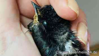 Lebensgefahr für Schwalben durch Kältesturz und Dauerregen: So können Sie helfen