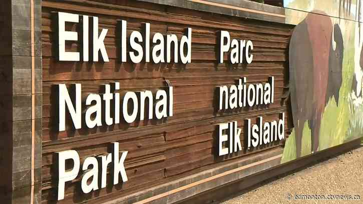 5 bison killed in collision with trucks at Elk Island National Park