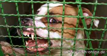 Pitbull verletzt deutschen Halter auf Mallorca schwer