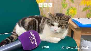 Cilla the school cat wins national award