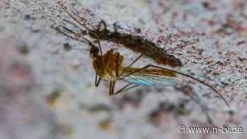 "Werden definitiv mehr werden": Sechs Infektionen mit West-Nil-Virus in Deutschland bestätigt